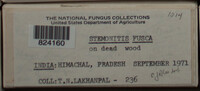 Stemonitis fusca image